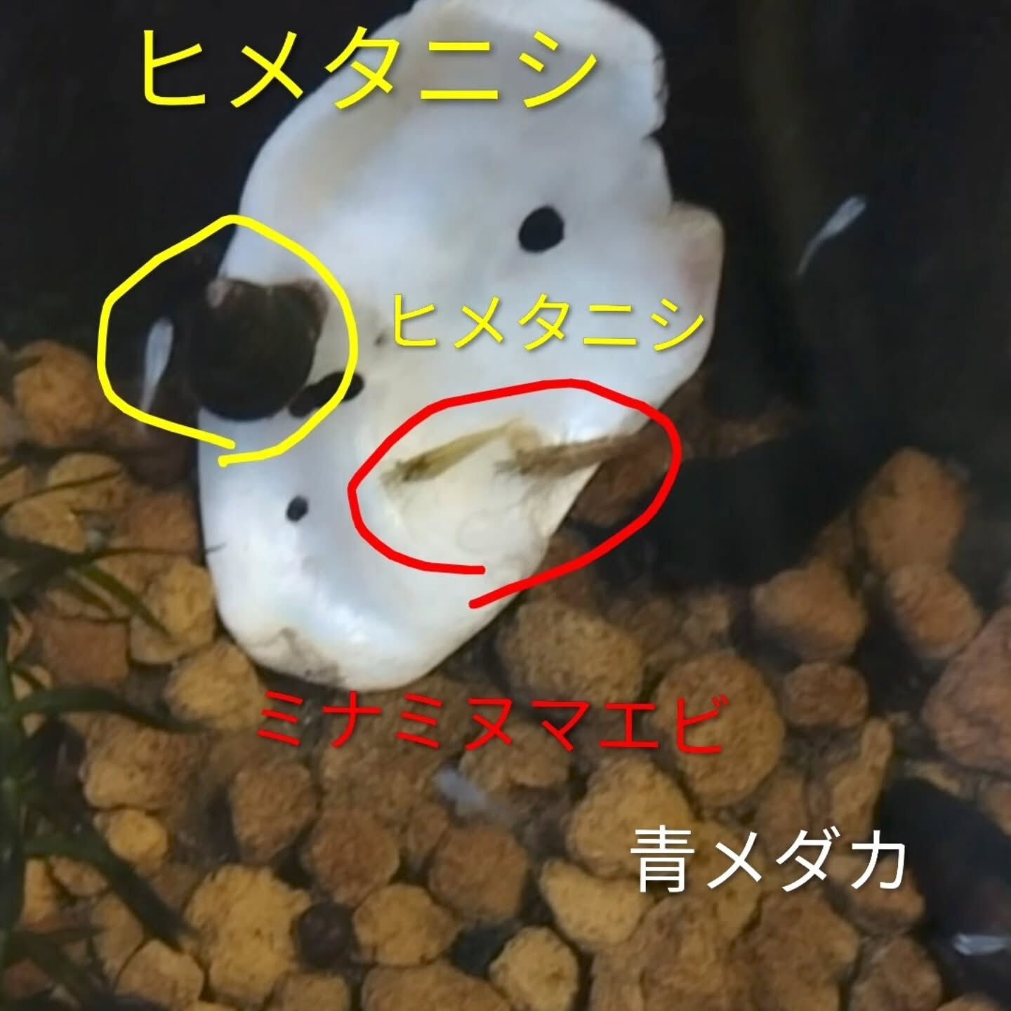 ･